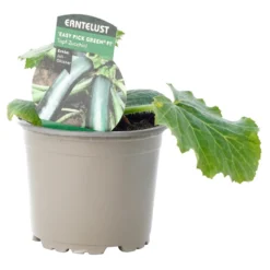 Zucchini Verschiedene Sorten Im Topf -Prosperplast Verkäufe 9kewxd9z8j9cNc9 1280x1280