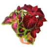 Coleus Verschiedene Sorten Im Robusten Blumentopf 12 Cm -Prosperplast Verkäufe 9khExuM1ug9ATIc 1280x1280