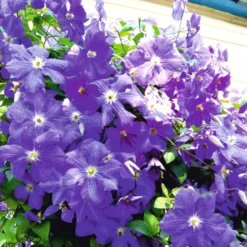 Kletterpflanzen Clematis, Verschiedene Sorten Im Blumentopf -Prosperplast Verkäufe 9khYryU02ijzjxQ 1280x1280