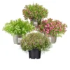 Gypsophylla Verschiedene Farben Im Blumentopf Ø 13 Cm -Prosperplast Verkäufe 9kjtRBeXLvC7AaV 1280x1280