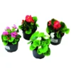 Begonia Semperflorens In Verschiedenen Farben Im Blumentopf 9 Cm -Prosperplast Verkäufe 9klO02GZfqkTKez 1280x1280