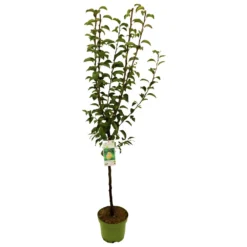 Kern- Und Steinobstbäume Vorgezüchtet Im Topf -Prosperplast Verkäufe 9kmlpkoIUY1E2U1 1280x1280