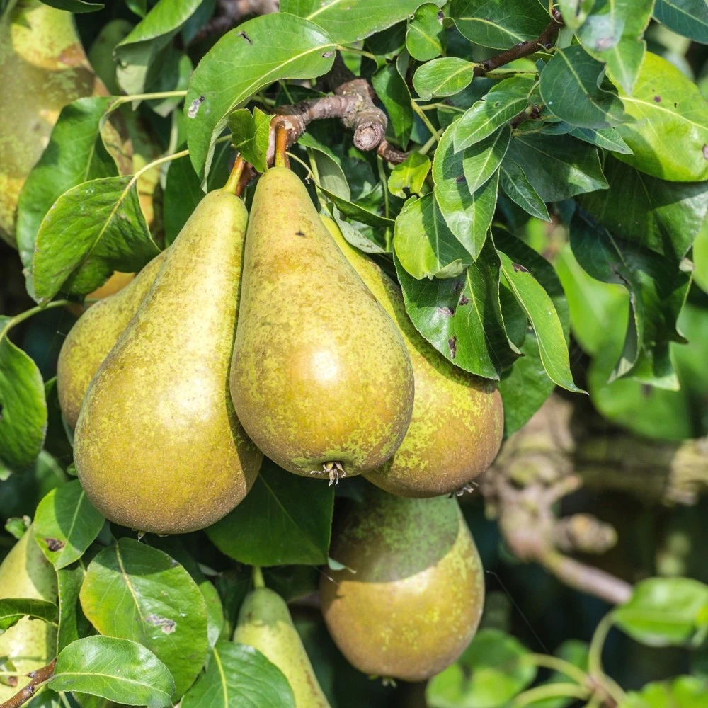 Obstbaum 150 - 200 Cm In Verschiedenen Sorten 12 Obstbaum 150 - 200 Cm In Verschiedenen Sorten – Bild 10