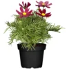 Cosmos T13 Verschiedenfarbig Im Topf 1 Cosmos T13 Verschiedenfarbig Im Topf -Prosperplast Verkäufe 9kqRLQsuOWvdj3g 1280x1280