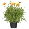 Coreopsis Mit Sonnengelben Blüten Im Blumentopf Ø 13 Cm 1 Coreopsis Mit Sonnengelben Blüten Im Blumentopf Ø 13 Cm -Prosperplast Verkäufe 9krMsqhJgdRsNFm 1280x1280