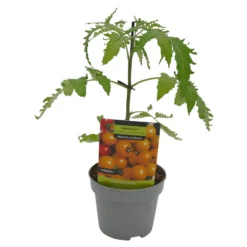 Gemüsepflanzen Veredelte Tomaten Oder Gurken -Prosperplast Verkäufe 9krjPOPOGPCIreT 1280x1280