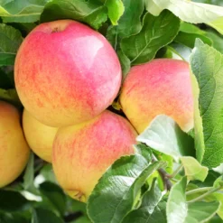 Kern- Und Steinobstbäume Vorgezüchtet Im Topf -Prosperplast Verkäufe 9kuVyLRYkY4NNt5 1280x1280