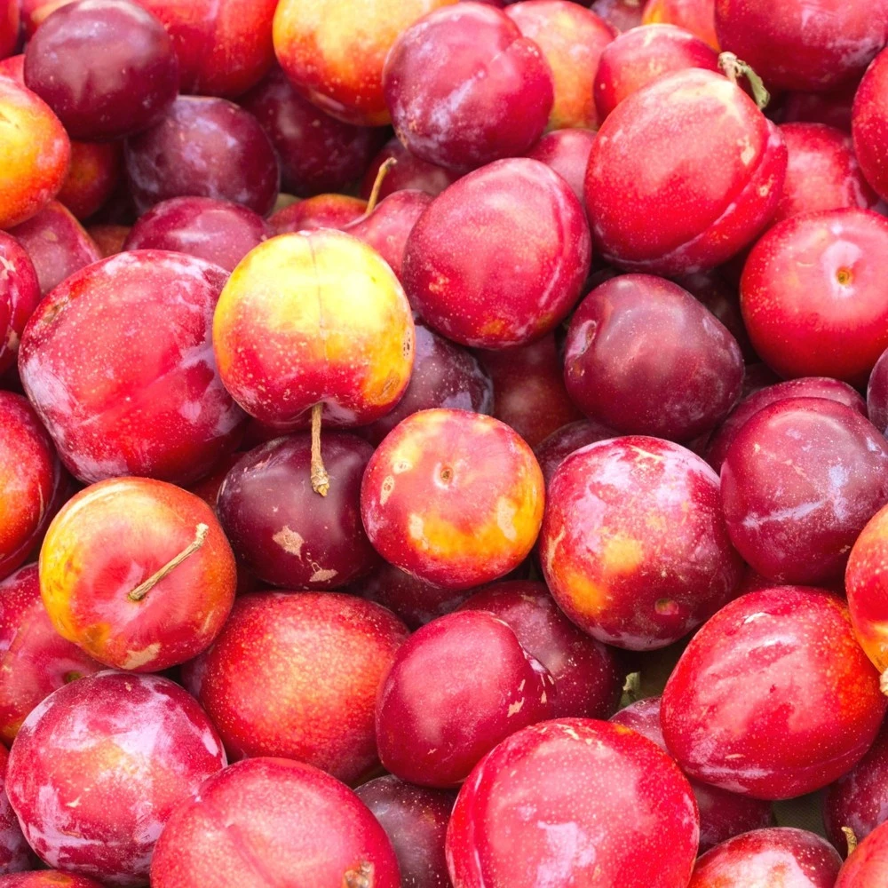 Obstbaum 150 - 200 Cm In Verschiedenen Sorten 9 Obstbaum 150 - 200 Cm In Verschiedenen Sorten – Bild 7