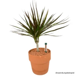 Seramis® Gießanzeiger 16 Cm Je 2 Stück Im Set Für Den Innenbereich -Prosperplast Verkäufe Z1rRBH9J7D9rzJ 1280x1280