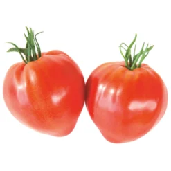 Gemüsepflanzen Veredelt, Tomate Oder Gurke Im Topf -Prosperplast Verkäufe Z4KxbDoBrkwgsa 1280x1280