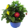 Kombinationsbepflanzung Spring Deluxe Im Blumentopf Ø 13 Cm 1 Kombinationsbepflanzung Spring Deluxe Im Blumentopf Ø 13 Cm -Prosperplast Verkäufe Z8jikFCDNmiF2G 1280x1280