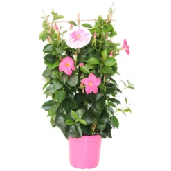Dipladenia In Verschiedenen Farben Am Spalier Im Blumentopf 14 Cm 5 Dipladenia In Verschiedenen Farben Am Spalier Im Blumentopf 14 Cm -Prosperplast Verkäufe Z8mQ8c3PgB3AOj 1280x1280