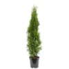 Lebensbaum 80-100 Cm Thuja Occidentalis Smaragd 2 Lebensbaum 80-100 Cm Thuja Occidentalis Smaragd -Prosperplast Verkäufe ZJzSUsnygpNNQ3 1280x1280