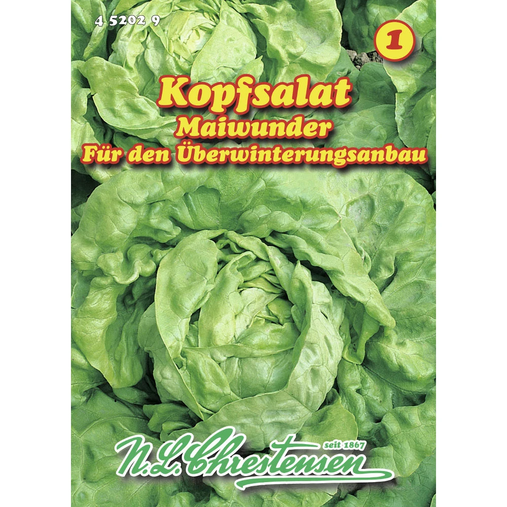 Saatgut Kopfsalat Maiwunder 3 Saatgut Kopfsalat Maiwunder