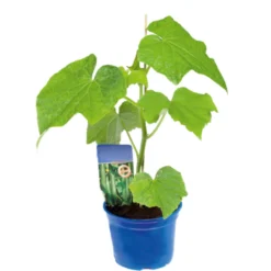 Gemüsepflanzen Veredelt, Tomate Oder Gurke Im Topf -Prosperplast Verkäufe ZM5DzGYI7fDnS4 1280x1280