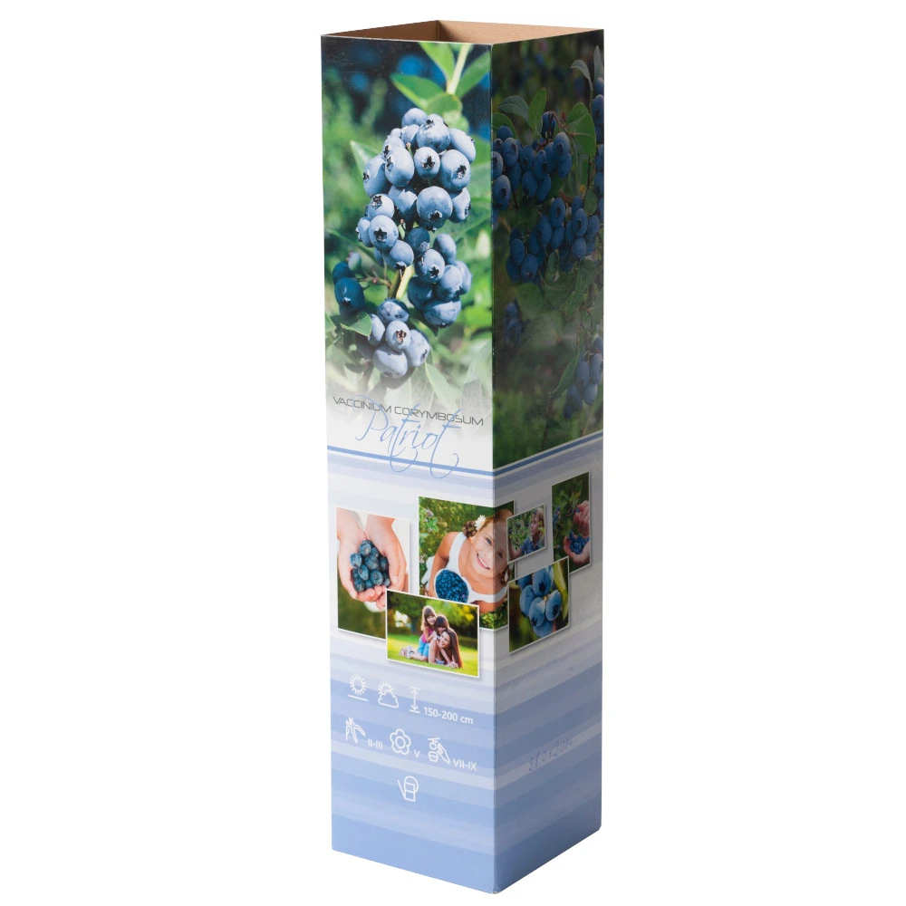 Fruchtpflanze Vaccinium Cory. Heidelbeere Im Blumentopf 3 Fruchtpflanze Vaccinium Cory. Heidelbeere Im Blumentopf