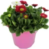 Bellis Trio Im Blumentopf Ø 13 Cm 2 Bellis Trio Im Blumentopf Ø 13 Cm -Prosperplast Verkäufe ZOjgdwiQSh7LJ9 1280x1280