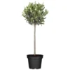 Olivenbusch Im Robusten Blumentopf Ø 20 Cm 1 Olivenbusch Im Robusten Blumentopf Ø 20 Cm -Prosperplast Verkäufe ZPAEbqGrFX2MZn 1280x1280