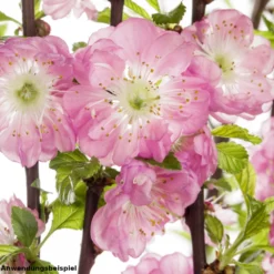 Mandelbaum Ca. 100 Cm Mit 5-8 Trieben Im Blumentopf -Prosperplast Verkäufe ZPabotUk4NJzwY 1280x1280