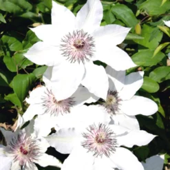 Kletterpflanzen Clematis, Verschiedene Sorten Im Blumentopf -Prosperplast Verkäufe ZPblFg6HprgRTK 1280x1280