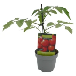 Gemüsepflanzen Veredelte Tomaten Oder Gurken -Prosperplast Verkäufe ZTZZWJnf0fCtVV 1280x1280