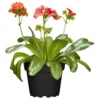 Lewisia Mix Im Blumentopf -Prosperplast Verkäufe ZV7k9JoNwm3W96 1280x1280