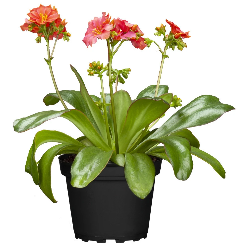 Lewisia Mix Im Blumentopf 3 Lewisia Mix Im Blumentopf