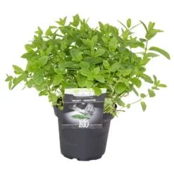 Kräuter In Verschiedenen Sorten Im Robusten Blumentopf 14 Cm -Prosperplast Verkäufe ZVXvKaDMOuLjxK 1280x1280