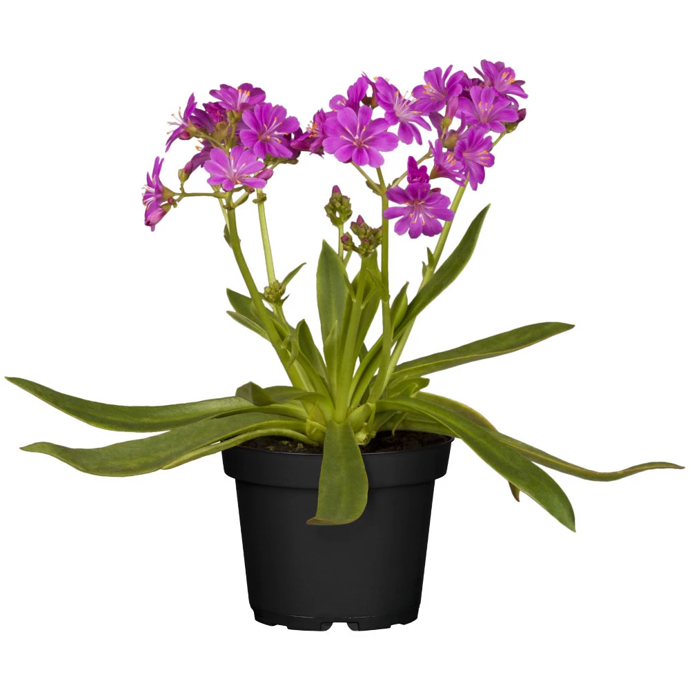 Lewisia Mix Im Blumentopf 4 Lewisia Mix Im Blumentopf – Bild 2