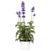 Salvia Midi Mit Violetten Blüten Im Blumentopf Ø 13 Cm 2 Salvia Midi Mit Violetten Blüten Im Blumentopf Ø 13 Cm -Prosperplast Verkäufe ZWGEHFsQrOpLUb 1280x1280