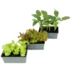 Gemüsesetzlinge Verschiedene Sorten 6er Pack 2 Gemüsesetzlinge Verschiedene Sorten 6er Pack -Prosperplast Verkäufe ZWKfJAlQoTiOeH 1280x1280