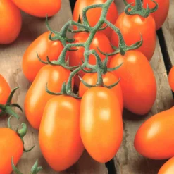 Gemüsepflanzen Veredelt, Tomate Oder Gurke Im Topf -Prosperplast Verkäufe ZYyR73YiguU9Wc 1280x1280