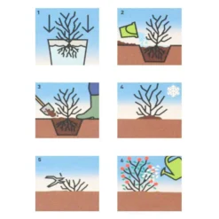 Fruchtpflanze Vaccinium Cory. Heidelbeere Im Blumentopf 7 Fruchtpflanze Vaccinium Cory. Heidelbeere Im Blumentopf -Prosperplast Verkäufe Zap9mvKRIqokbi 1280x1280