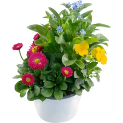 Kombinationsbepflanzung Spring Deluxe Im Blumentopf Ø 13 Cm -Prosperplast Verkäufe ZcNUIHJT5bnztb 1280x1280
