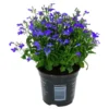 Männertreu Mit Blauen Blüten Im Blumentopf 9 Cm -Prosperplast Verkäufe Zgg0Cyly2rNwsC 1280x1280