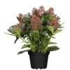 Skimmia Jap.Rubella T13 Im Topf 1 Skimmia Jap.Rubella T13 Im Topf -Prosperplast Verkäufe ZhITCvFeQrIoFx 1280x1280