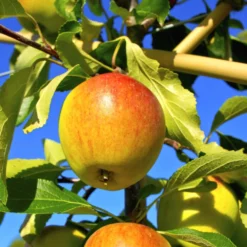 Obstbaum 150 - 200 Cm In Verschiedenen Sorten 14 Obstbaum 150 - 200 Cm In Verschiedenen Sorten -Prosperplast Verkäufe ZiVZA96B26dCVT 1280x1280