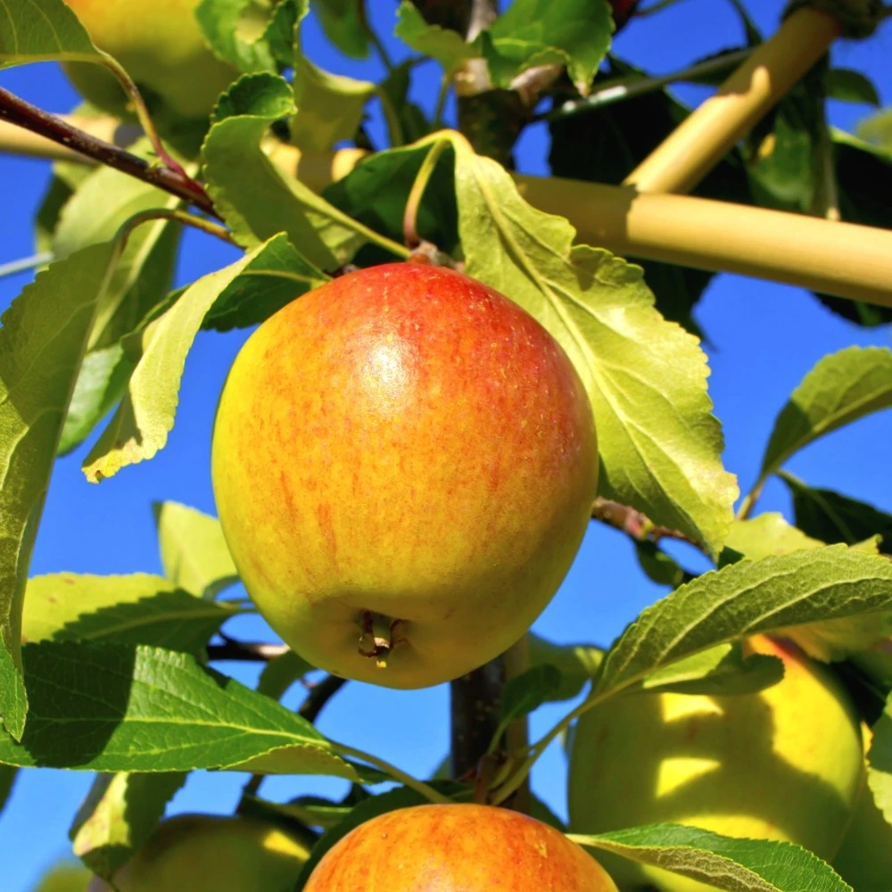 Obstbaum 150 - 200 Cm In Verschiedenen Sorten 5 Obstbaum 150 - 200 Cm In Verschiedenen Sorten – Bild 3