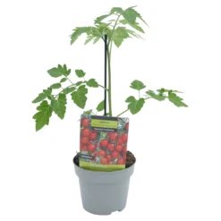 Gemüsepflanzen Veredelte Tomaten Oder Gurken -Prosperplast Verkäufe ZmK6iEuQHqRFVg 1280x1280