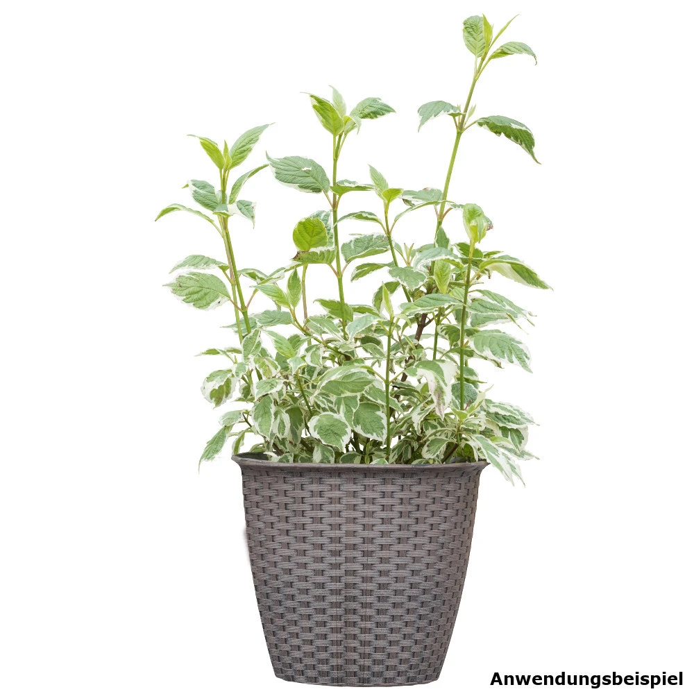 Cornus In Verschiedenen Sorten 3 Cornus In Verschiedenen Sorten