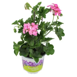 Geranien Hängend Mit Blumentopf 10,5 Cm -Prosperplast Verkäufe Zof0BWMTDGdAlc 1280x1280