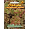 Saatgut Pflücksalat Amerikanischer Brauner Für Ca. 200 Pflanzen Für Den Sommeranbau -Prosperplast Verkäufe ZqVIzgs3LCzqA0 1280x1280
