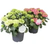 Hydrangea Macrophylla In Verschiedenen Sorten Im Blumentopf 19 Cm -Prosperplast Verkäufe ZrPcrERJZCiR5V 1280x1280