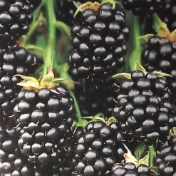 Beerenobst Im Sortiment 11 Beerenobst Im Sortiment -Prosperplast Verkäufe Zx1sQmEVs8LqSs 1280x1280