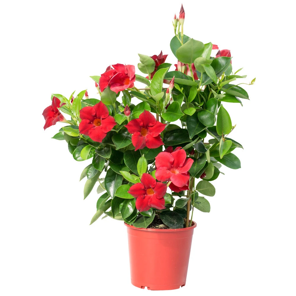 Dipladenia In Verschiedenen Farben Am Spalier Im Blumentopf 14 Cm 3 Dipladenia In Verschiedenen Farben Am Spalier Im Blumentopf 14 Cm